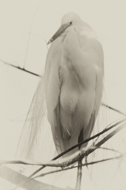 Download White Egret Sepia (440Wx660H)
