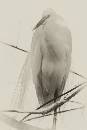 White Egret Sepia (440Wx660H) - White Egret Sepia - 2008 