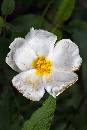 White Flower 1 (800Wx1200H) - White Flower 1 - Sonoma - 2010 