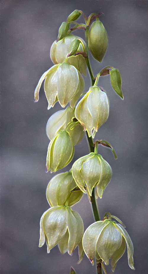 Download White Flower 2 (500Wx925H)