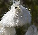White Flower Fly (800Wx738H) - White Flower and Fly - Greenland - 2008 