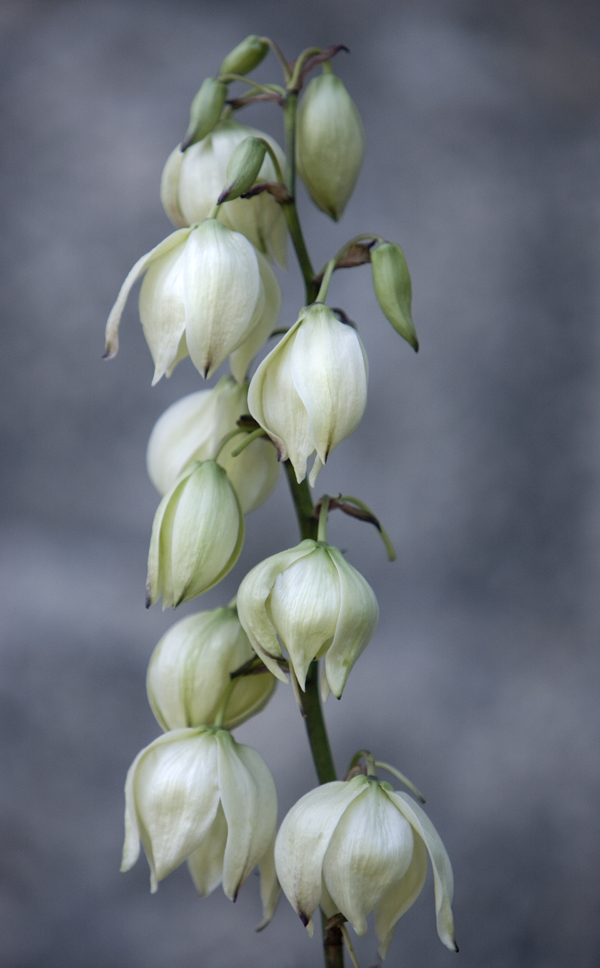Download While Flower (600Wx968H)