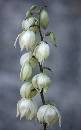 While Flower (600Wx968H) - White Flower - 2008 