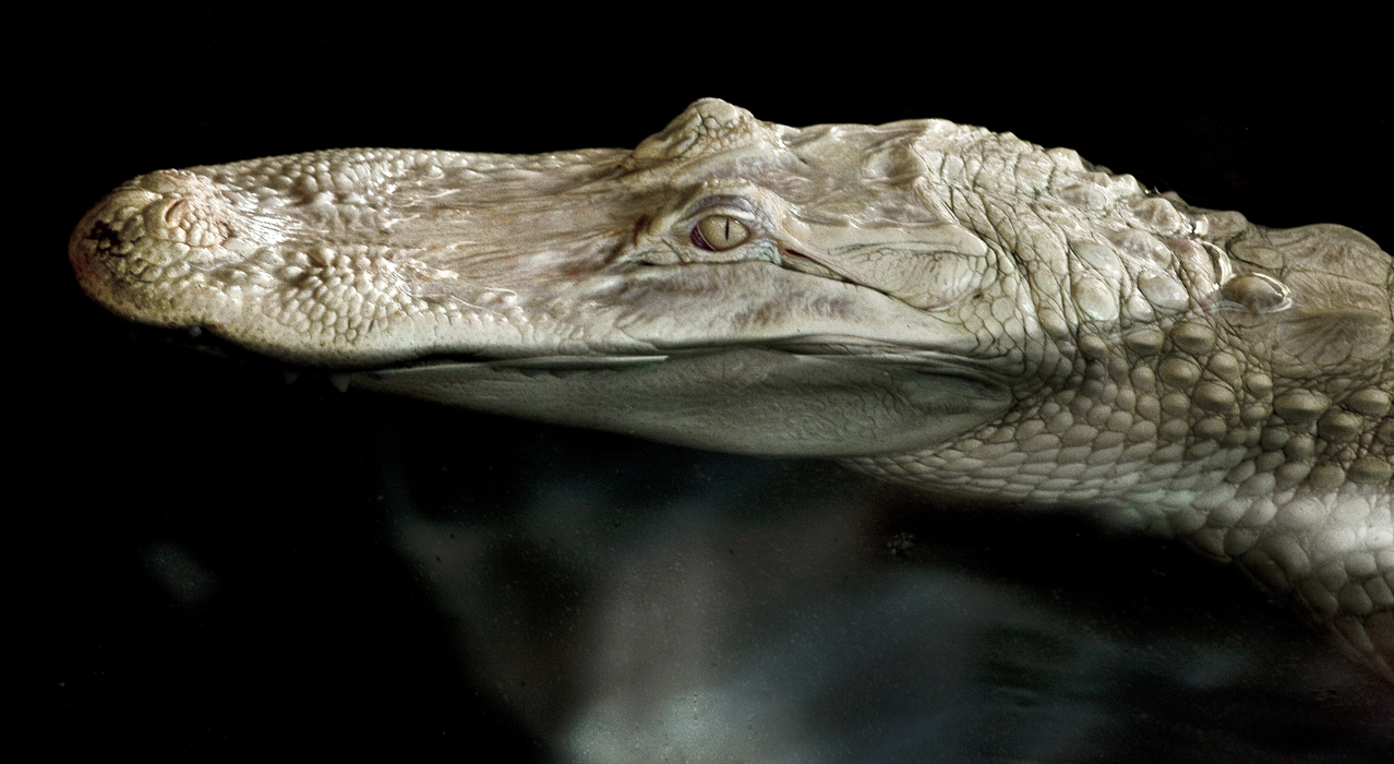 Download White Gator 2 (1278Wx700H)