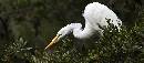 White Leaning (1367Wx600H) - White Leaning - Amelia Island - 2010 