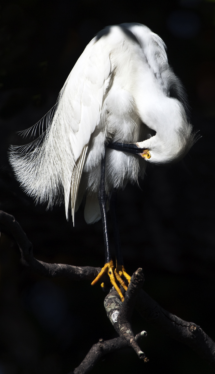 Download White Preening (692Wx1200H)