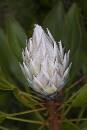 White Protea 2 (447Wx670H) - White Protea 2 - Maui - 2009 