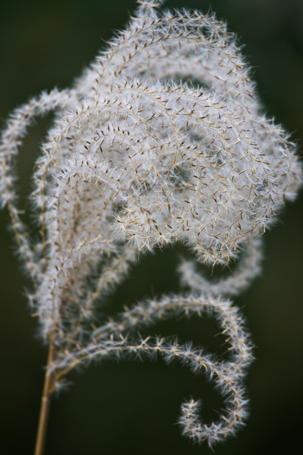 Download White Puff (440Wx660H)