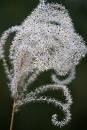 White Puff (440Wx660H) - White Puff - 2008 