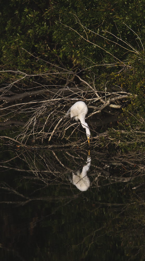 Download Reflection (556Wx1000H)