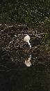 Reflection (556Wx1000H) - White Reflection 5 - Amelia Island - 2010 