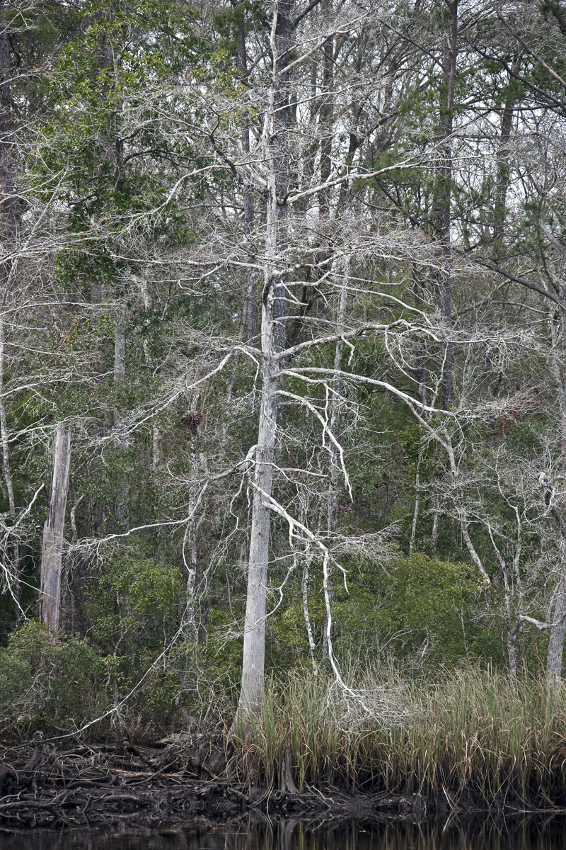 Download White Tree (800Wx1200H)