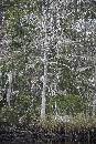 White Tree (800Wx1200H) - White Tree on Way to White Oak - 2010 
