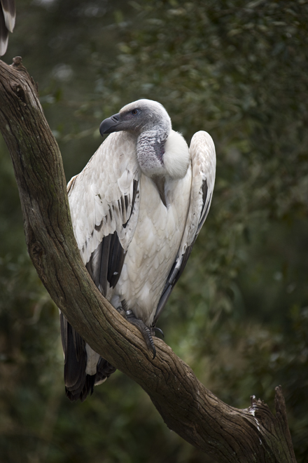 Download White Vulture (440Wx660H)