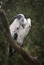 White Vulture (440Wx660H) - Whitle Vulture - Alligator Farm - 2008 