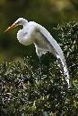 White Wingspread (733Wx1100H) - White Wingspread - Amelia Island Plantation - 2010 