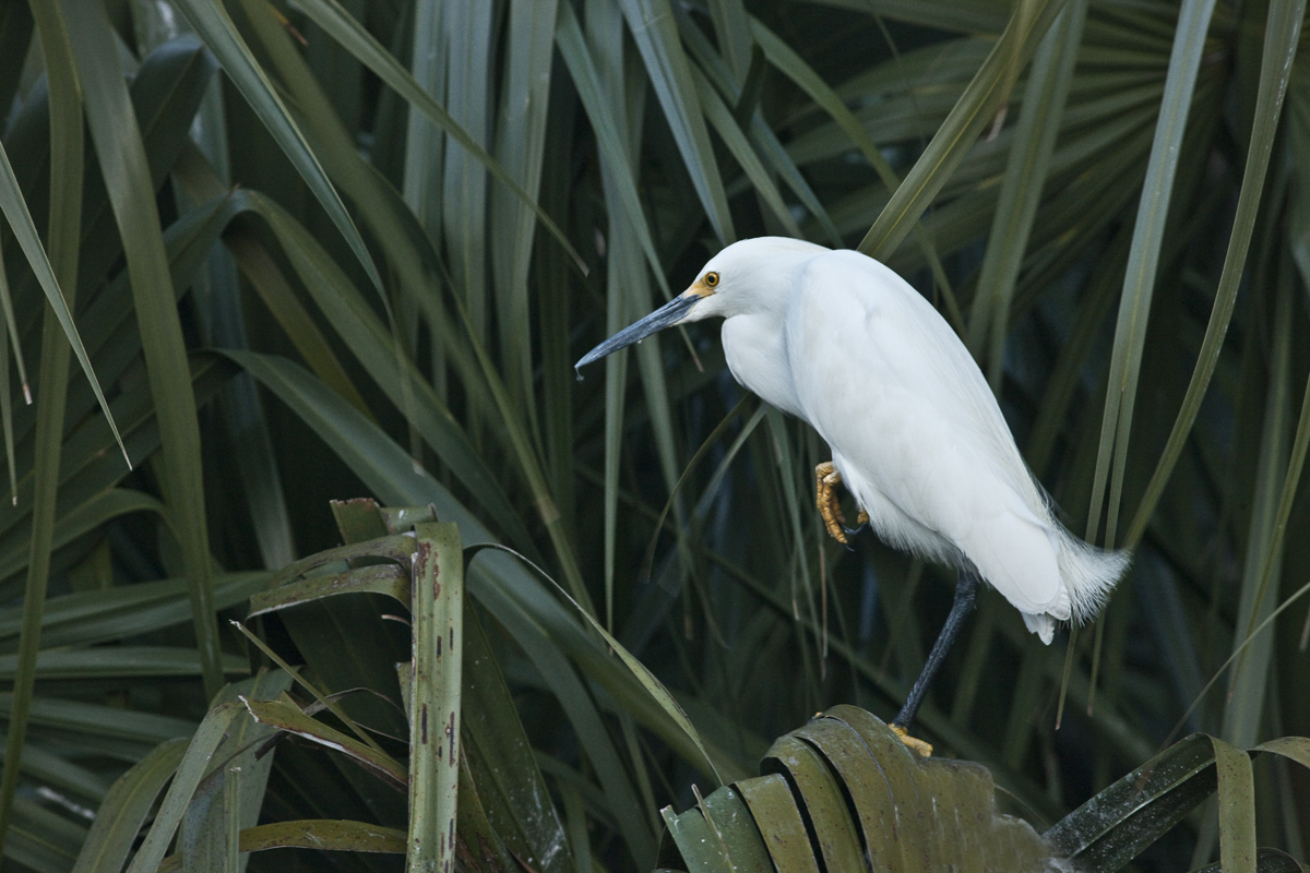 Download White on Green (1200Wx800H)