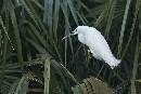 White on Green (1200Wx800H) - White on Green - Amelia Island - 2010 