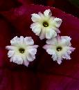 White on Red (508Wx580H) - White on Red Up Close - Hana Maui - 2009 