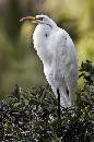 White  (730Wx1100H) - White - Amelia Island Plantation - 2010 
