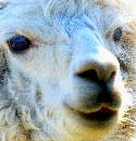 Alpaca (480Wx501H) - Machu Pichu - 2002 