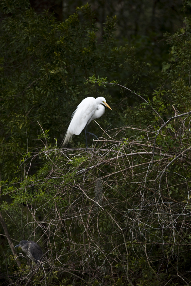 Download White Bird & Heron (630Wx945H)