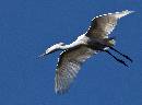 Wild Blue Yonder 2 (1079Wx800H) - Wild Blue Yonder 2 - Amelia Island - 2010 
