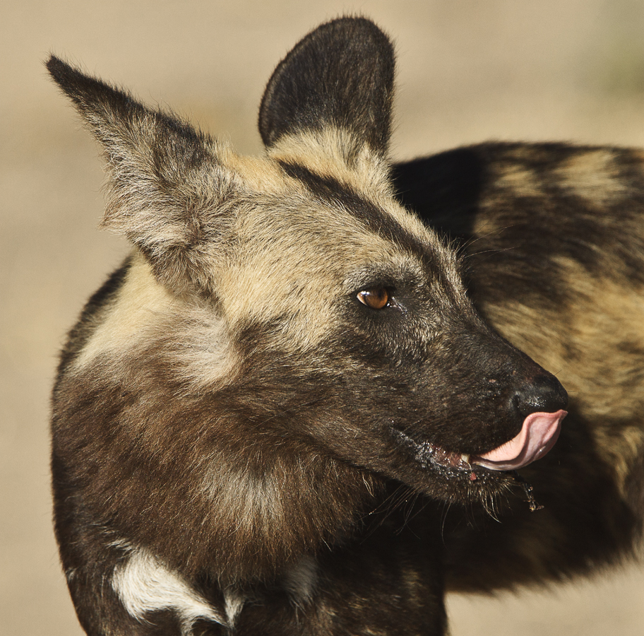 Download Wild Dog Leader (912Wx900H)