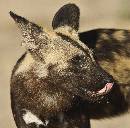 Wild Dog Leader (912Wx900H) - Wild Dog Leader - Africa - 2010 