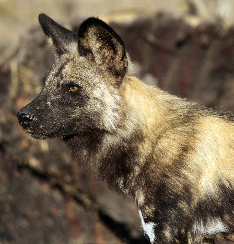 Download Wild Dog (956Wx1000H)