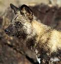 Wild Dog (956Wx1000H) - Wild Dog - 2010 