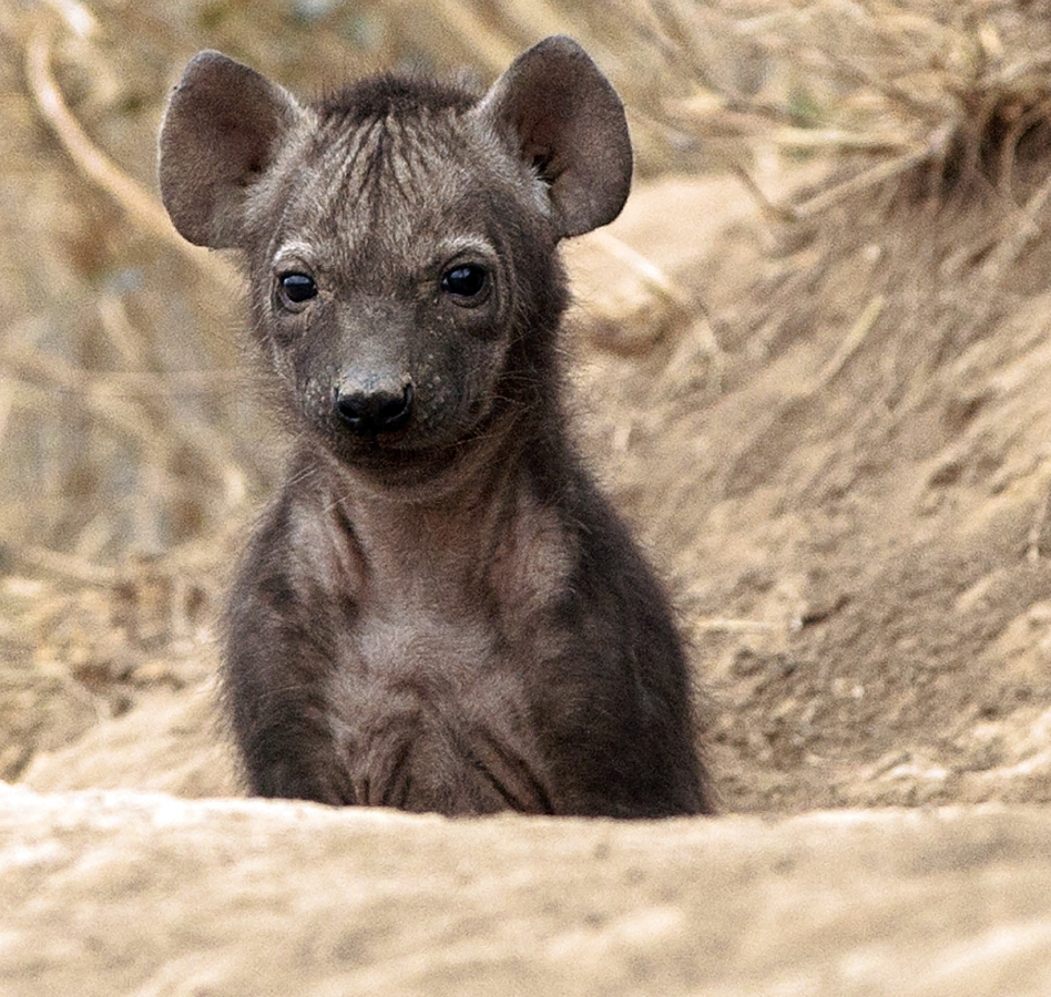 Download Hyena Pup (948Wx900H)