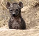 Hyena Pup (948Wx900H) - Hyena Pup - 2010 