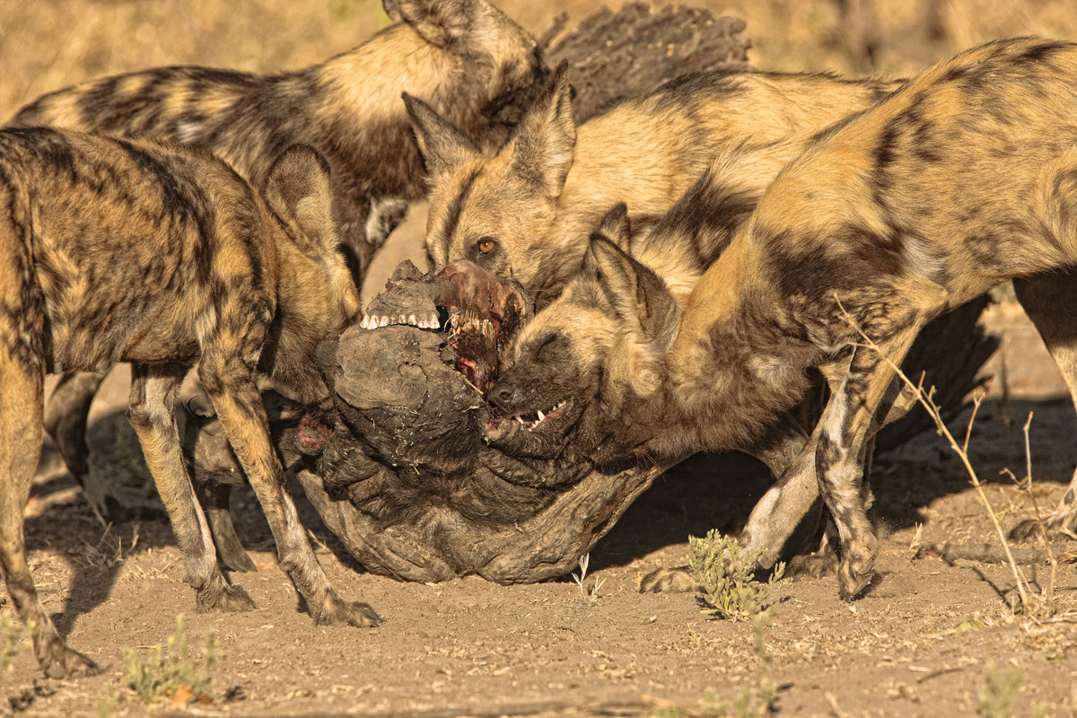 Download Wild Dogs Attack 2 (1200Wx800H)