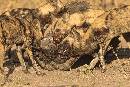 Wild Dogs Attack 2 (1200Wx800H) - Wild Dogs Attacking Carcass 2 - 2010 
