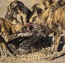 Dogs Attacking  (931Wx900H) - Wild Dogs Attacking Carcass - Zambia - 2010 