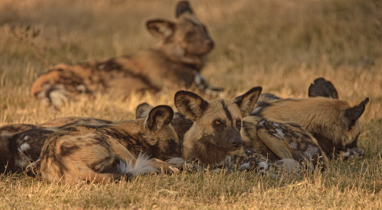Download Wild Dogs Lying Down (1270Wx700H)