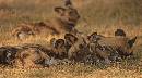 Wild Dogs Lying Down (1270Wx700H) - Wild Dogs Lying Down - 2010 