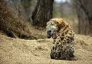 Hyena (1156Wx800H) - Hyena - South Africa - 2010 