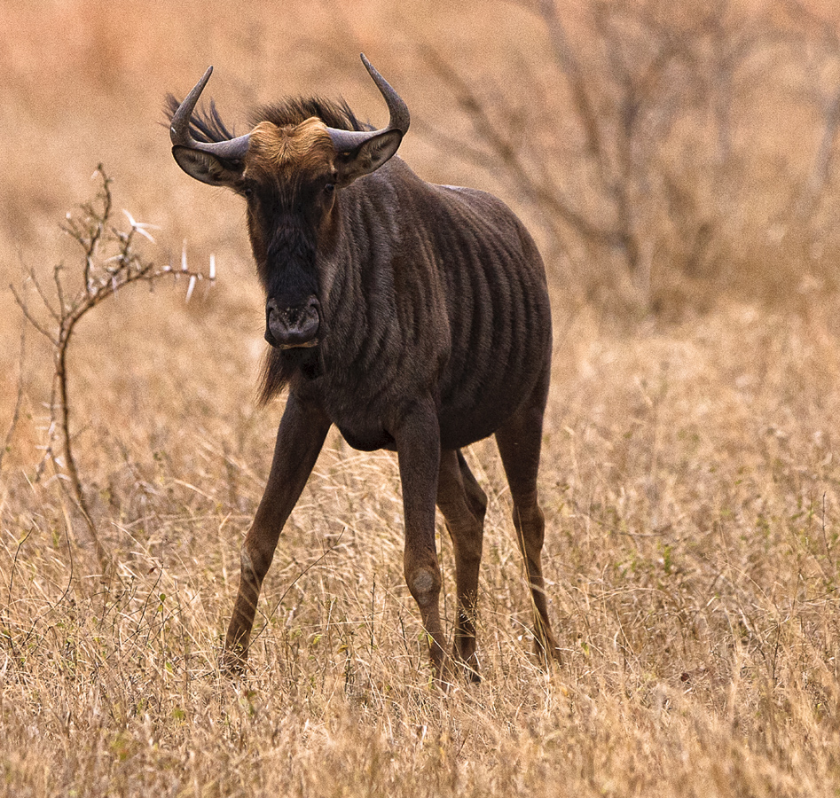 Download Wildebeast Close-Up (947Wx900H)