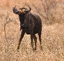 Wildebeast Close-Up (947Wx900H) - Wildebeast Close-Up - Zambia - 2010 