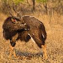 Wildebeast Preening (1000Wx1000H) - Wildebeast Preening - Zambia - 2010 