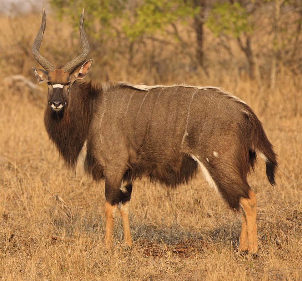 Download Wildebeast Stag (966Wx900H)