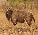 Wildebeast Stag (966Wx900H) - Wildebeast Stag - Zambia - 2010 
