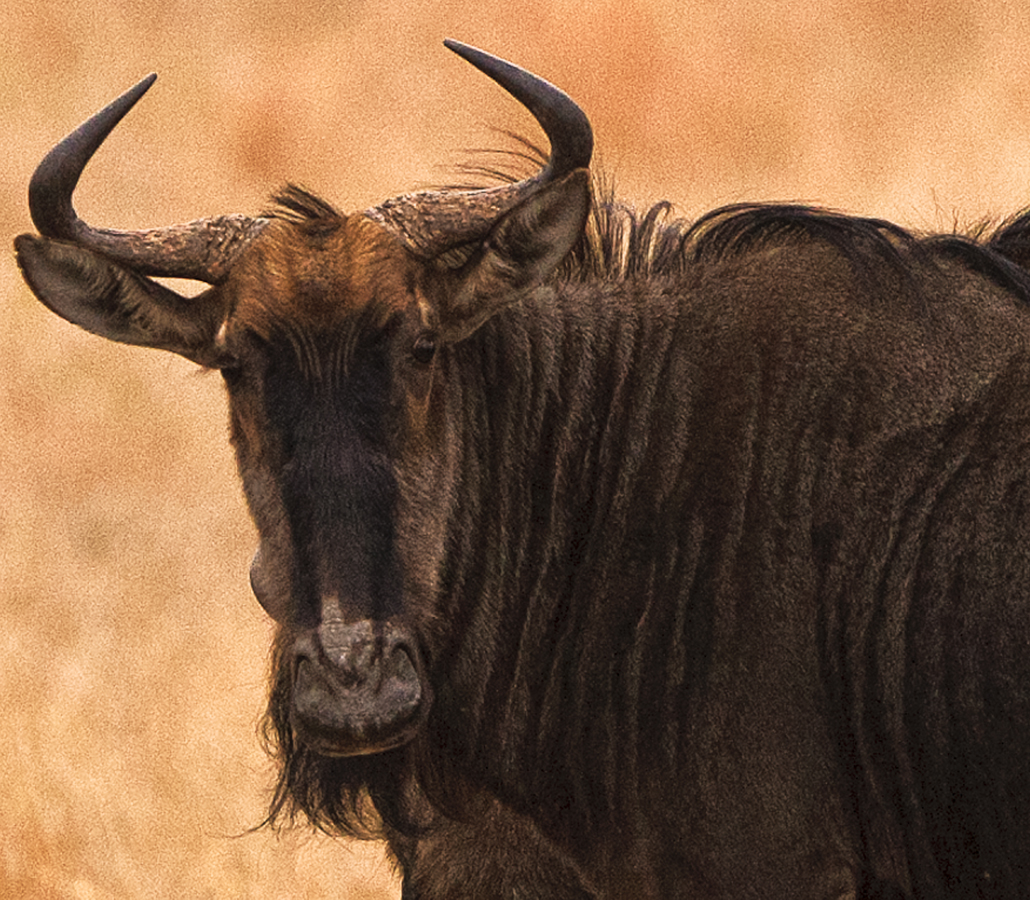 Download Wildebeast Up-Close (1030Wx900H)