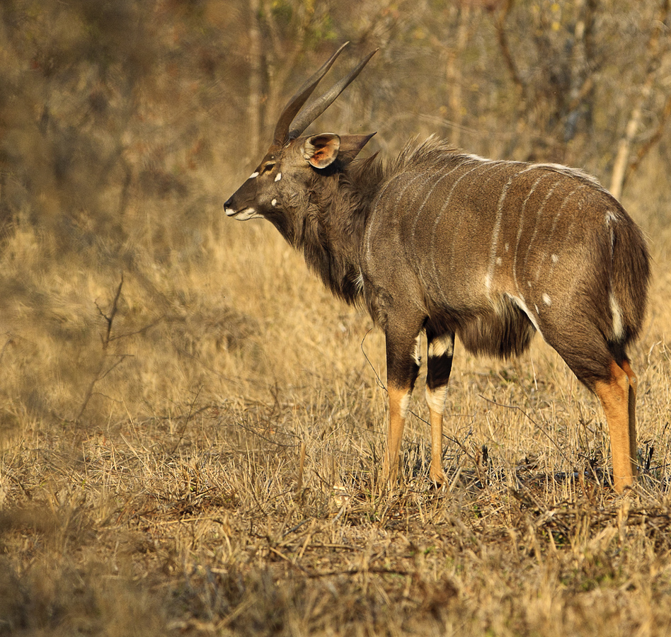 Download Wildebeast (948Wx900H)