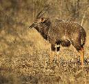 Wildebeast (948Wx900H) - Wildebeast - Zambia - 2010 