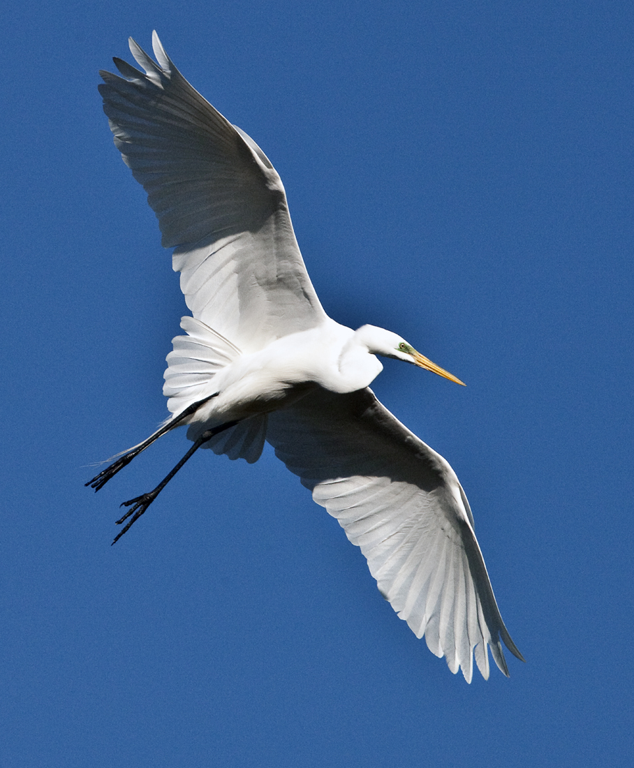 Download Wingspread Wide (908Wx1100H)