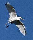 Wingspread Wide (908Wx1100H) - Wingspread Wide - Amelia Island - 2010 
