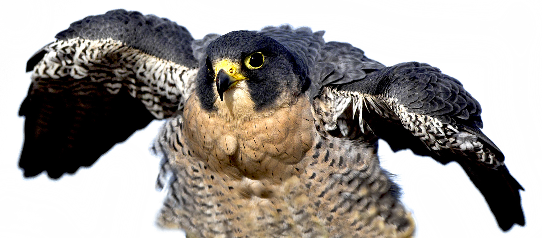 Download Wings Spread (1758Wx773H)